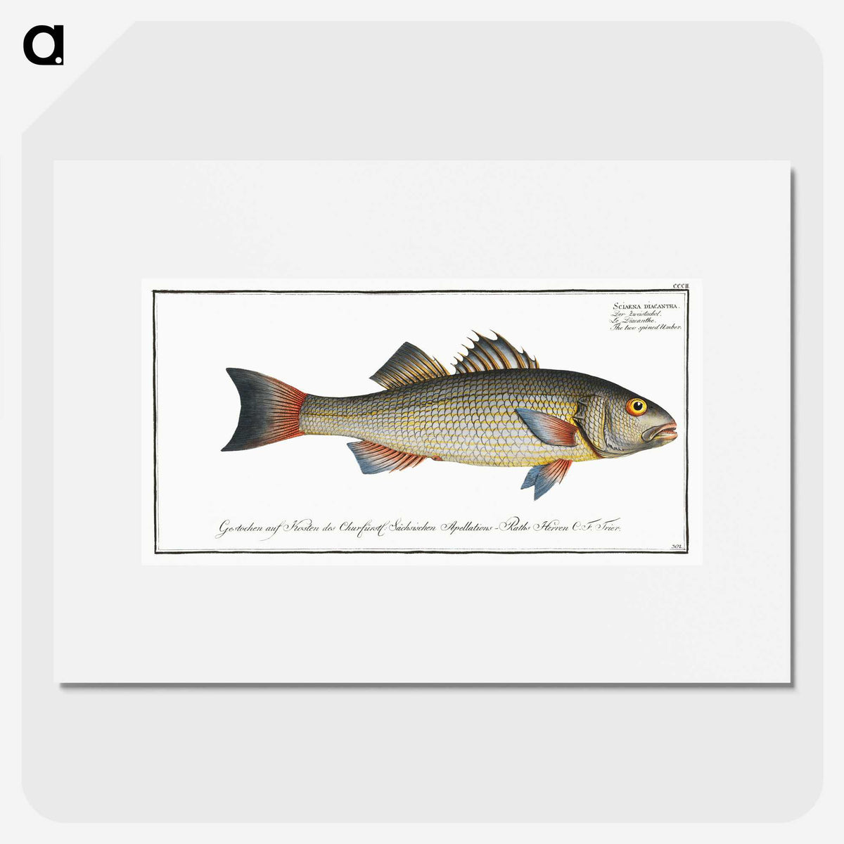 3-19_Ichtyologie-ou-Histoire-naturelle_picture