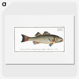 3-19_Ichtyologie-ou-Histoire-naturelle_picture