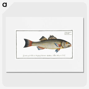3-19_Ichtyologie-ou-Histoire-naturelle_picture