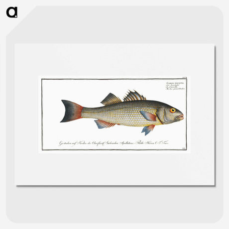 3-19_Ichtyologie-ou-Histoire-naturelle_picture