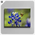 3-19_Insects-Unlocked-Project_canvas