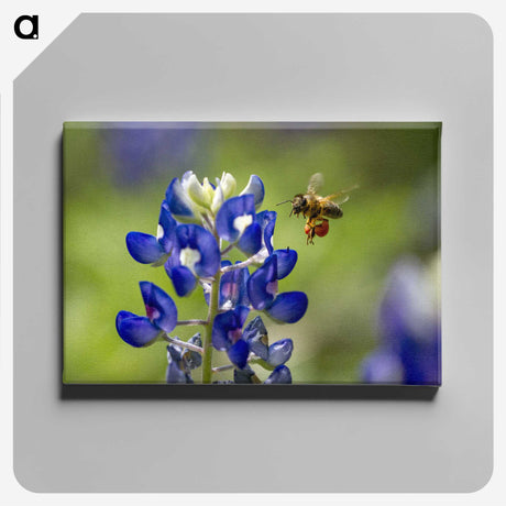 3-19_Insects-Unlocked-Project_canvas