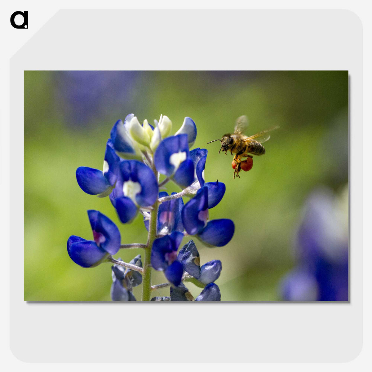 3-19_Insects-Unlocked-Project_picture-crop