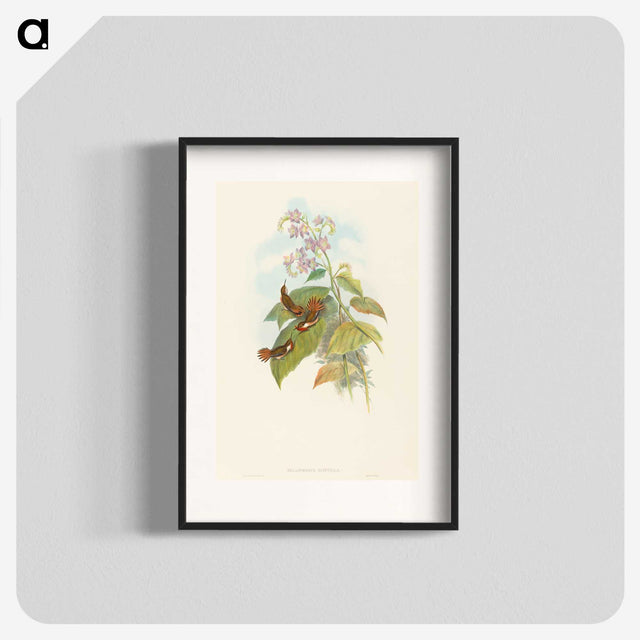 3-19_John-Gould_blk