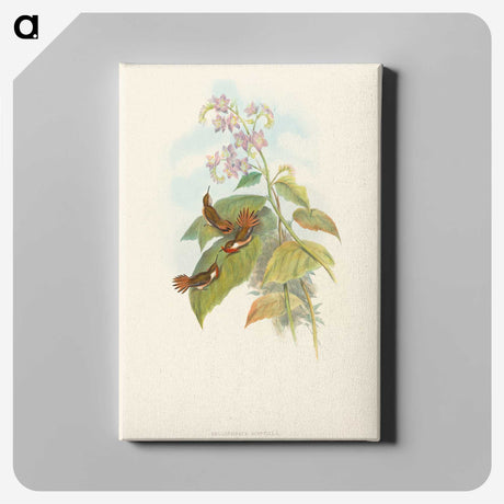 3-19_John-Gould_canvas