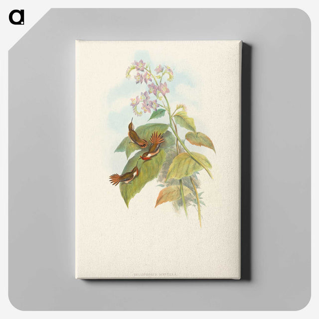 3-19_John-Gould_canvas