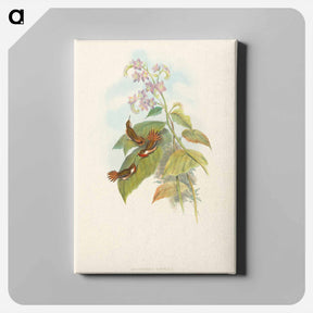 アートパネル-Scintillant Hummingbird
 - ジョン グールド Canvas.