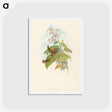 アートポストカード-Scintillant Hummingbird
 - ジョン グールド Postcard.