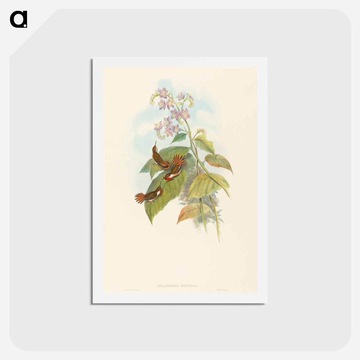 アートポストカード-Scintillant Hummingbird
 - ジョン グールド Postcard.