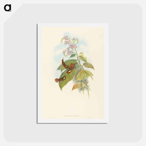 アートポストカード-Scintillant Hummingbird
 - ジョン グールド Postcard.