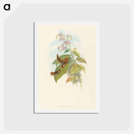 アートポストカード-Scintillant Hummingbird
 - ジョン グールド Postcard.