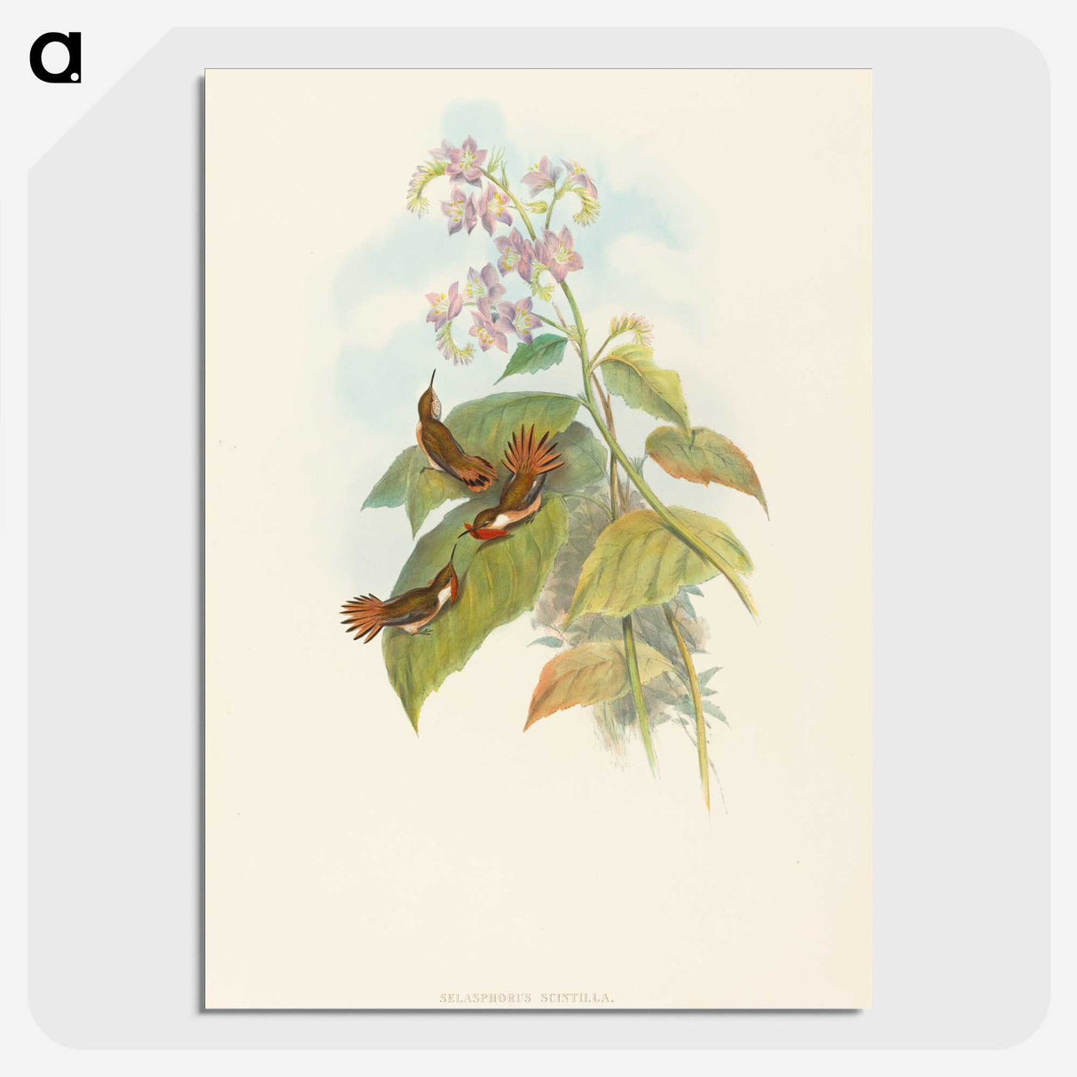 3-19_John-Gould_picture-crop