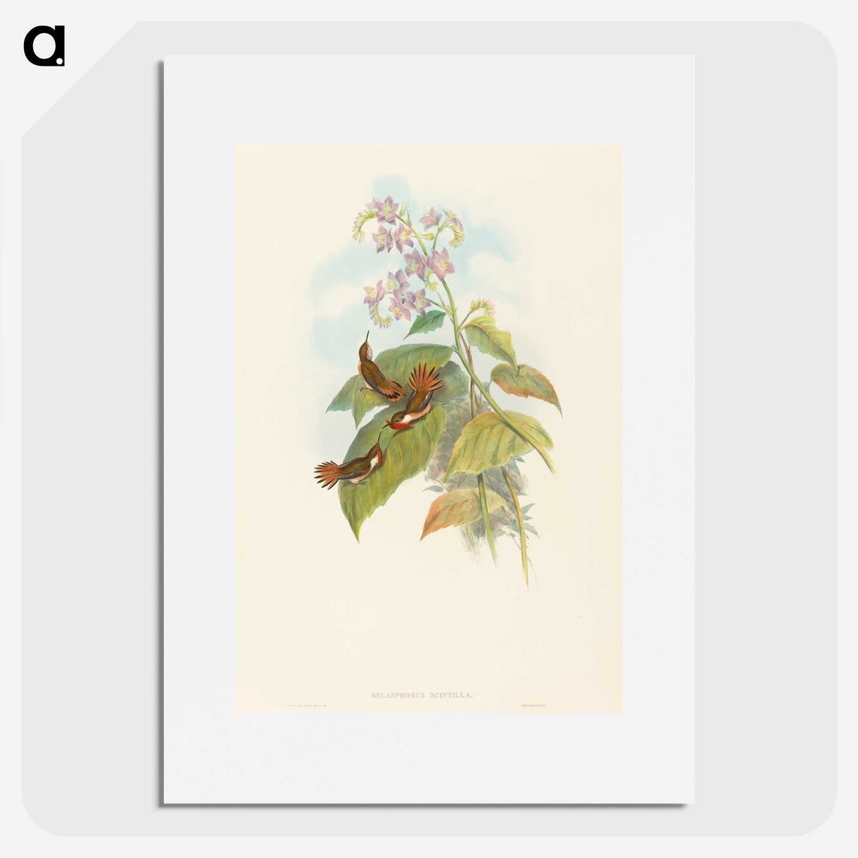 3-19_John-Gould_picture