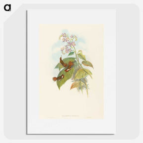 3-19_John-Gould_picture