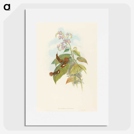 3-19_John-Gould_picture