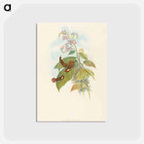 アートポストカード-Scintillant Hummingbird
 - ジョン グールド Postcard.