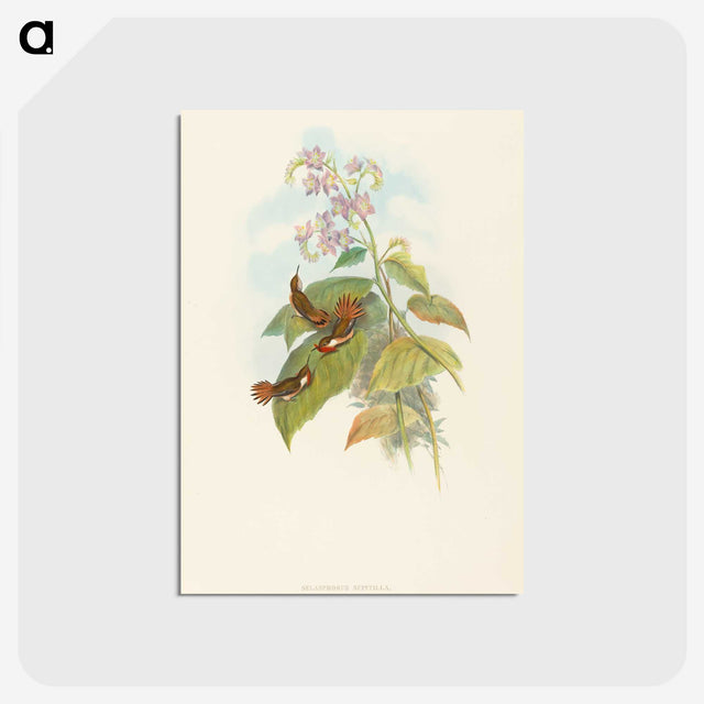3-19_John-Gould_postcard