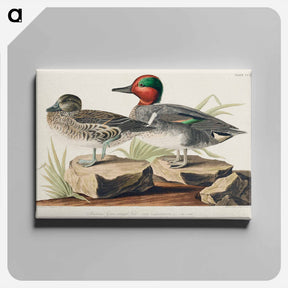 アートパネル-Green Winged Teal
 - ジョン ジェームス オーデュボン Canvas.