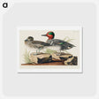 アートポストカード-Green Winged Teal
 - ジョン ジェームス オーデュボン Postcard.