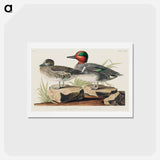アートポストカード-Green Winged Teal
 - ジョン ジェームス オーデュボン Postcard.