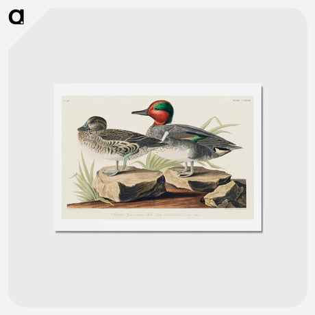 アートポストカード-Green Winged Teal
 - ジョン ジェームス オーデュボン Postcard.