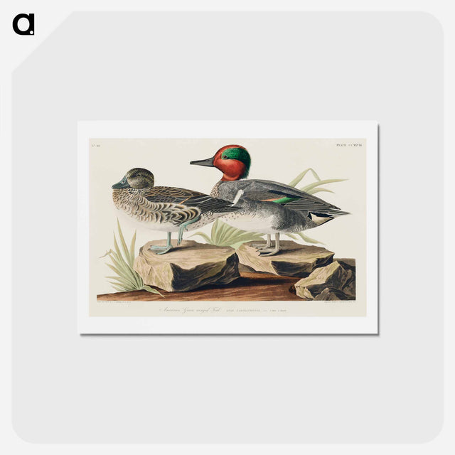 アートポストカード-Green Winged Teal
 - ジョン ジェームス オーデュボン Postcard.
