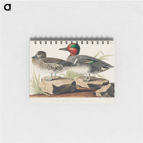 アートメモ帳-Green Winged Teal
 - ジョン ジェームス オーデュボン Memo.
