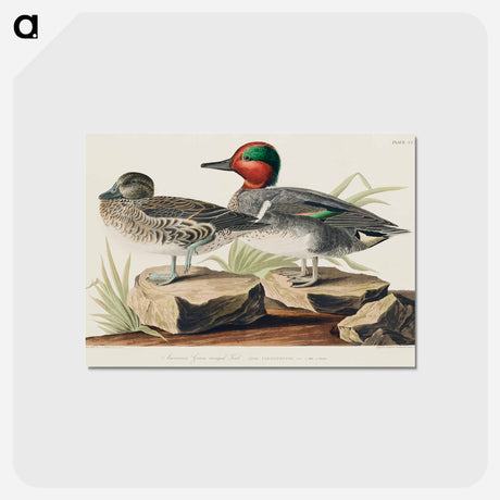 アートポストカード-Green Winged Teal
 - ジョン ジェームス オーデュボン Postcard.