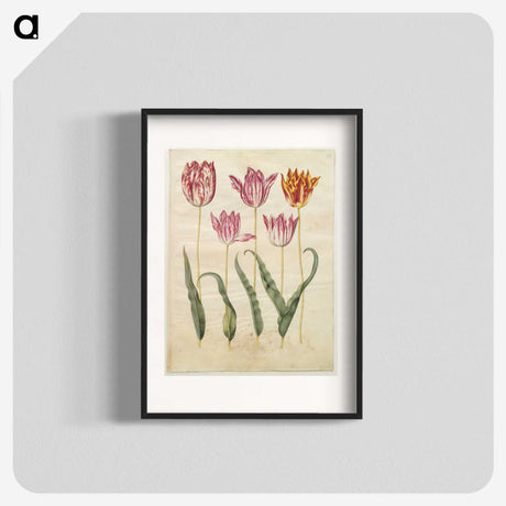 3-19_Maria-Sibylla-Merian_blk