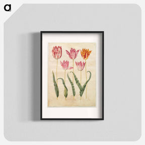 アートポスター-Tulipa gesneriana
 - マリア ジビーラ メーリアン Poster.