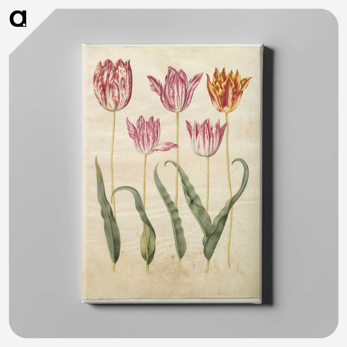 3-19_Maria-Sibylla-Merian_canvas