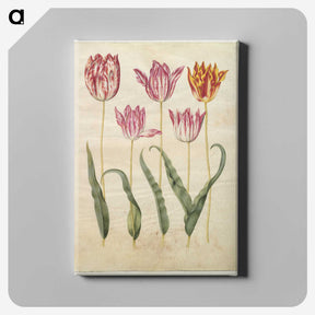 3-19_Maria-Sibylla-Merian_canvas