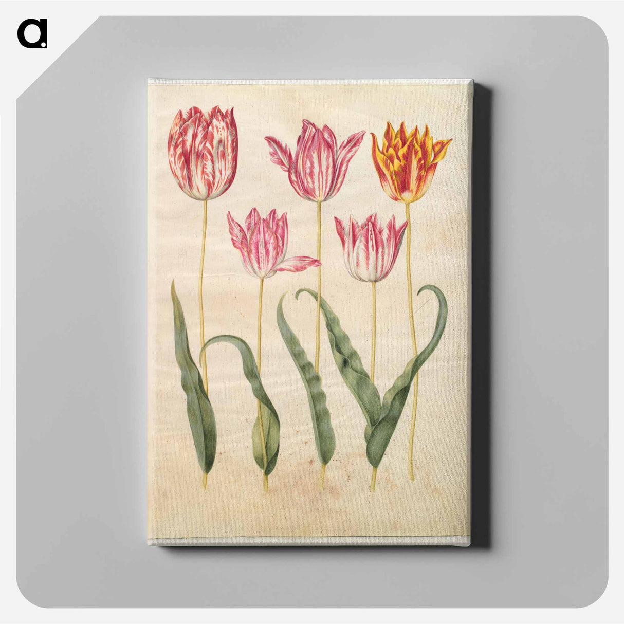 アートパネル-Tulipa gesneriana
 - マリア ジビーラ メーリアン Canvas.