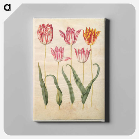 アートパネル-Tulipa gesneriana
 - マリア ジビーラ メーリアン Canvas.