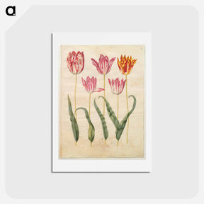 アートポストカード-Tulipa gesneriana
 - マリア ジビーラ メーリアン Postcard.