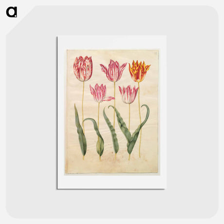 アートポストカード-Tulipa gesneriana
 - マリア ジビーラ メーリアン Postcard.