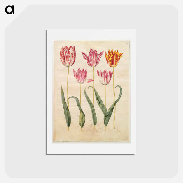 アートポストカード-Tulipa gesneriana
 - マリア ジビーラ メーリアン Postcard.