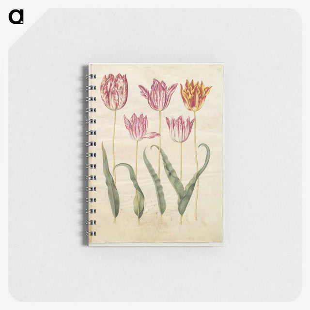 3-19_Maria-Sibylla-Merian_memo