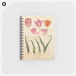 アートメモ帳-Tulipa gesneriana
 - マリア ジビーラ メーリアン Memo.