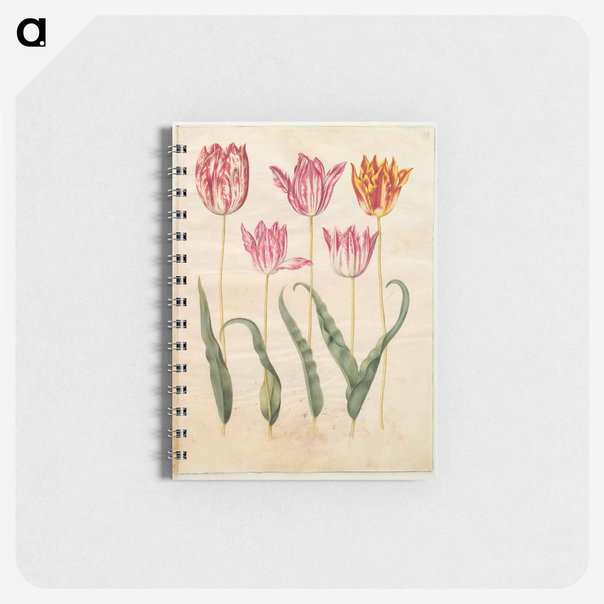アートメモ帳-Tulipa gesneriana
 - マリア ジビーラ メーリアン Memo.