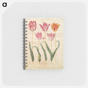 アートメモ帳-Tulipa gesneriana
 - マリア ジビーラ メーリアン Memo.