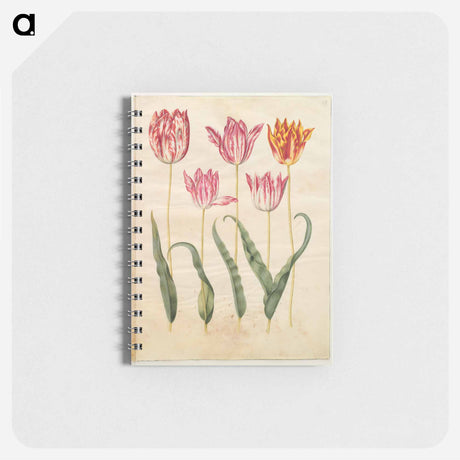 アートメモ帳-Tulipa gesneriana
 - マリア ジビーラ メーリアン Memo.