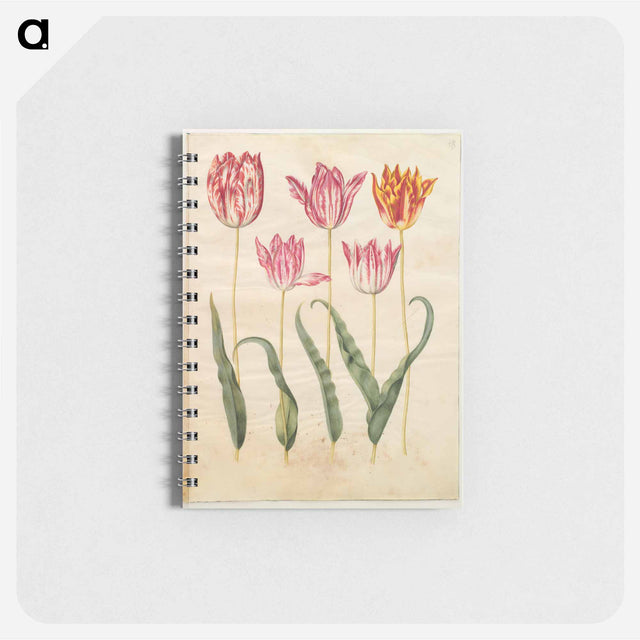 アートメモ帳-Tulipa gesneriana
 - マリア ジビーラ メーリアン Memo.