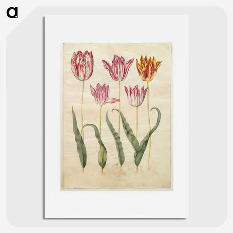 3-19_Maria-Sibylla-Merian_picture