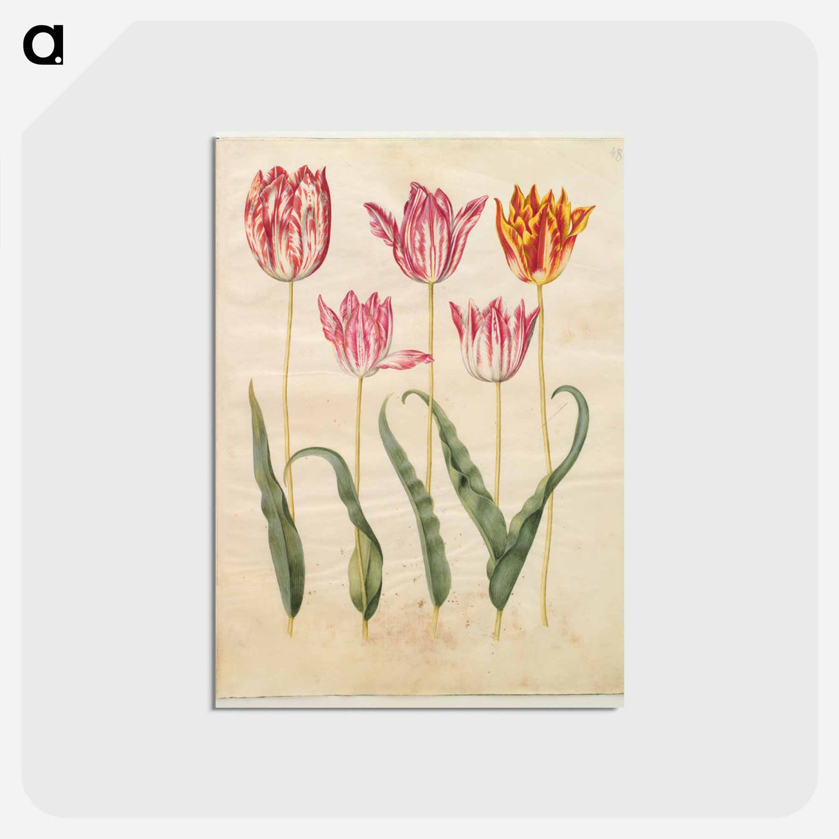 アートポストカード-Tulipa gesneriana
 - マリア ジビーラ メーリアン Postcard.