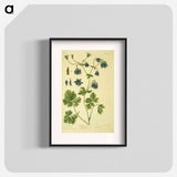 アートポスター-Aquilegia
 - 国立医学図書館 Poster.