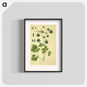 アートポスター-Aquilegia
 - 国立医学図書館 Poster.
