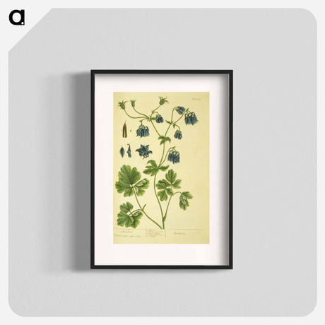アートポスター-Aquilegia
 - 国立医学図書館 Poster.