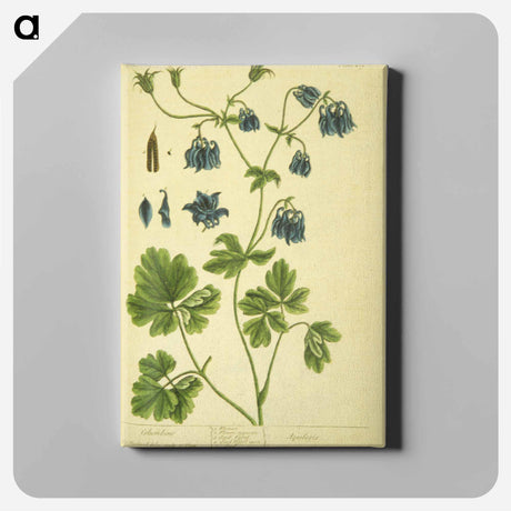 アートパネル-Aquilegia
 - 国立医学図書館 Canvas.