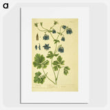 アートポスター-Aquilegia
 - 国立医学図書館 Poster.
